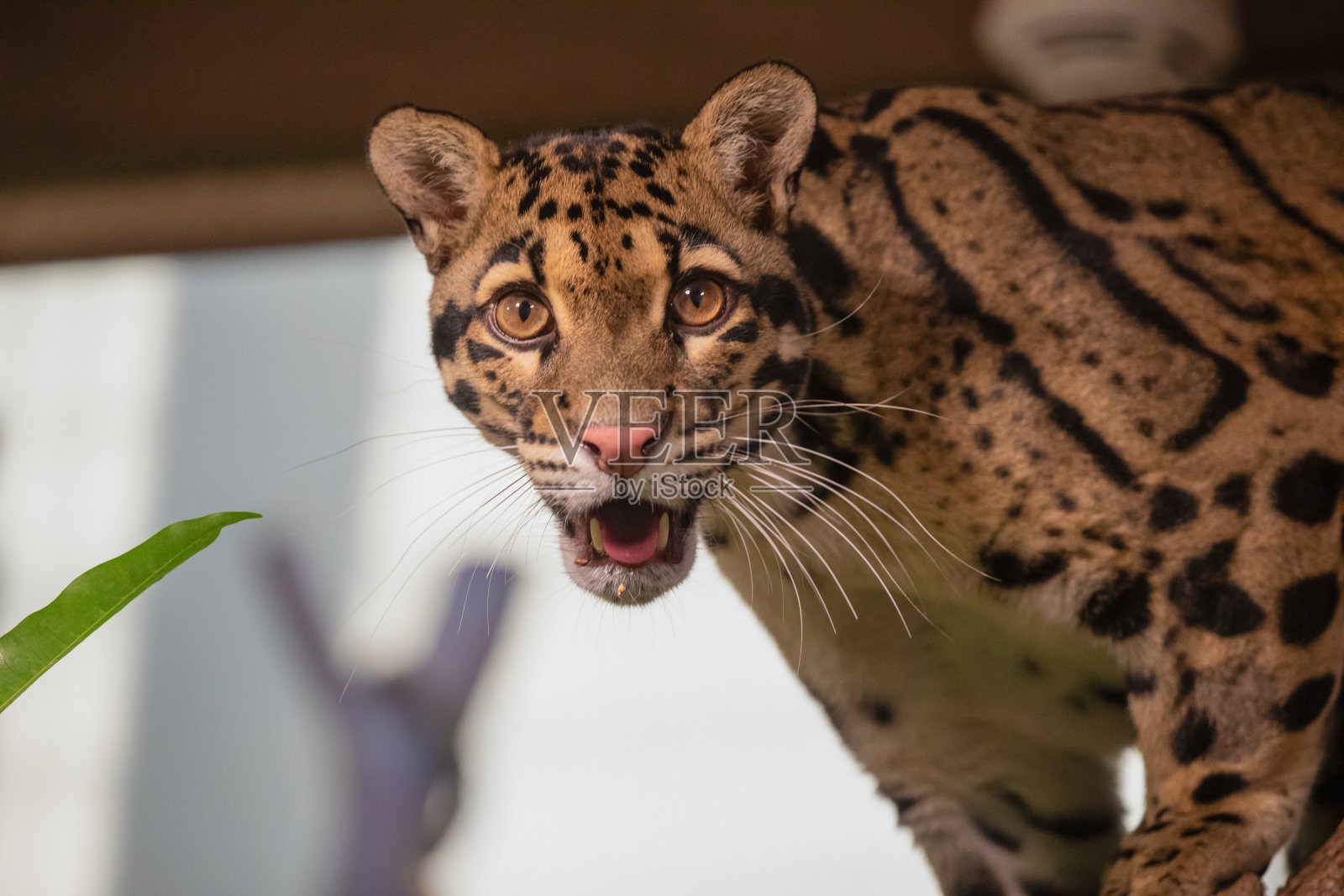 云豹(Neofelis nebulosa)野猫照片摄影图片