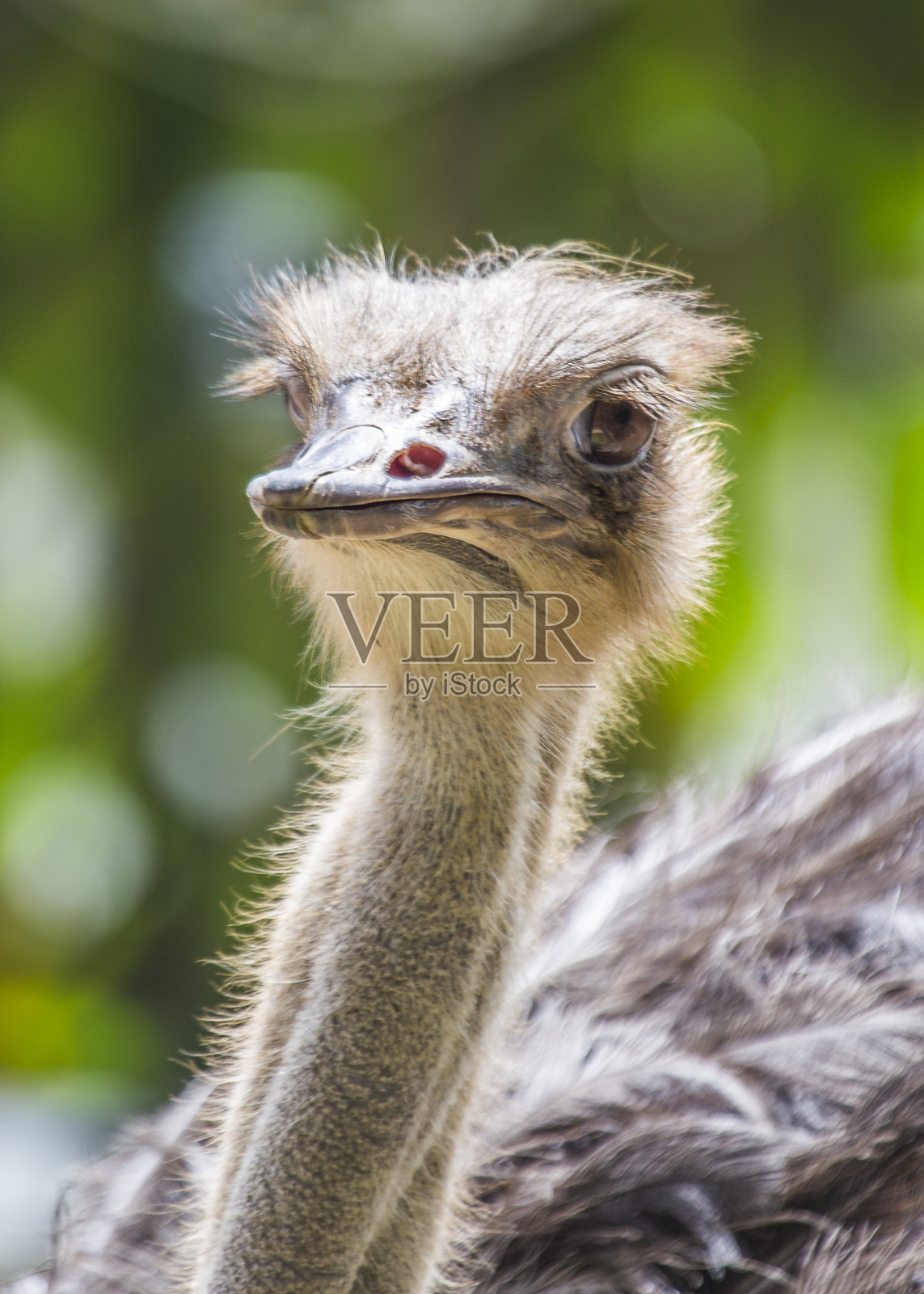 非洲大草原上的鸵鸟照片摄影图片
