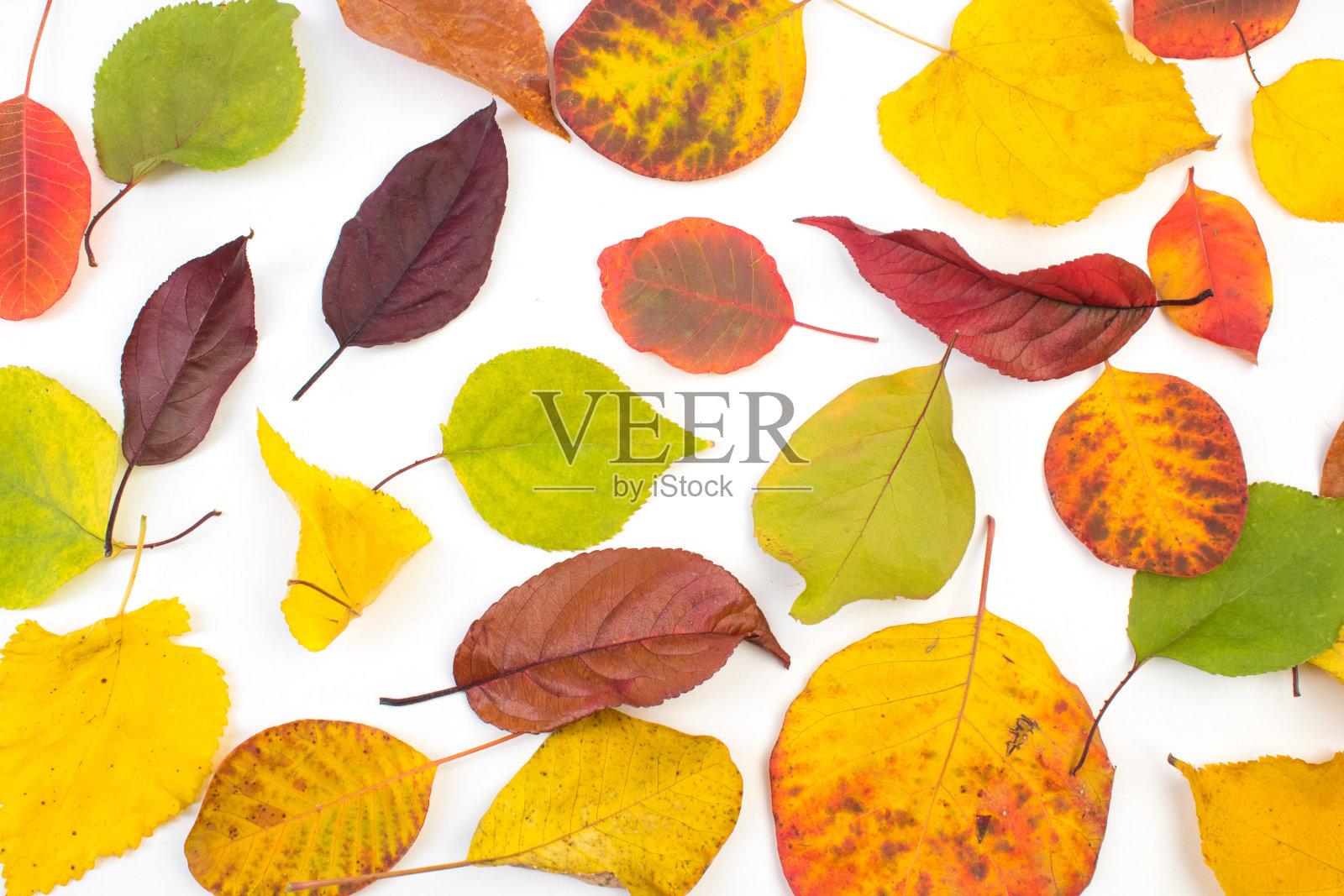 色彩缤纷的秋叶在白色的背景上，文字的复制空间。从上面看。照片摄影图片