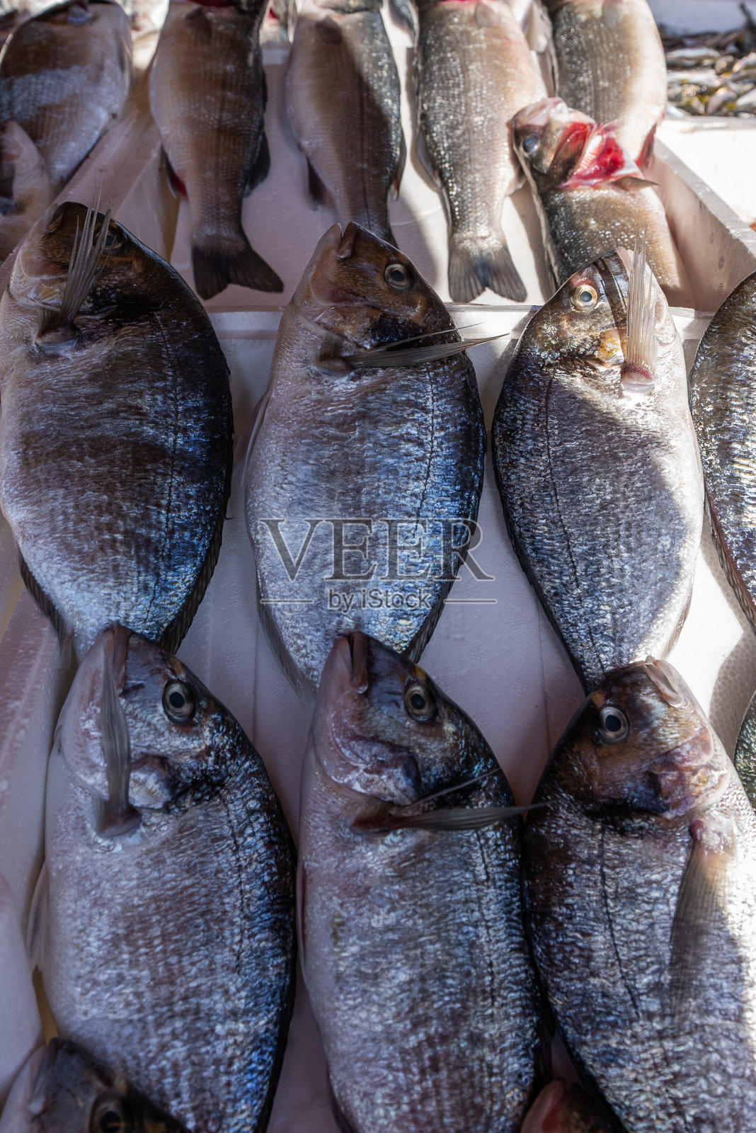 鱼店，各种鱼，多拉鱼，鲭鱼，照片摄影图片