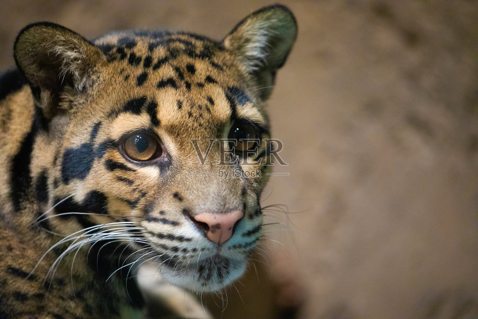 云豹(Neofelis nebulosa)野猫照片摄影图片