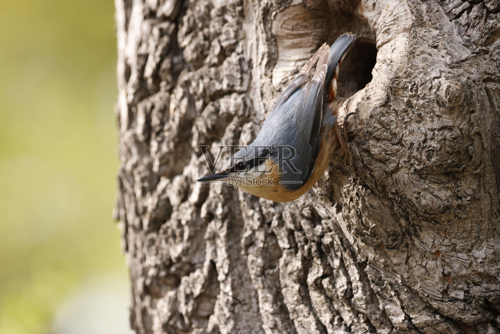 欧亚五子雀照片摄影图片