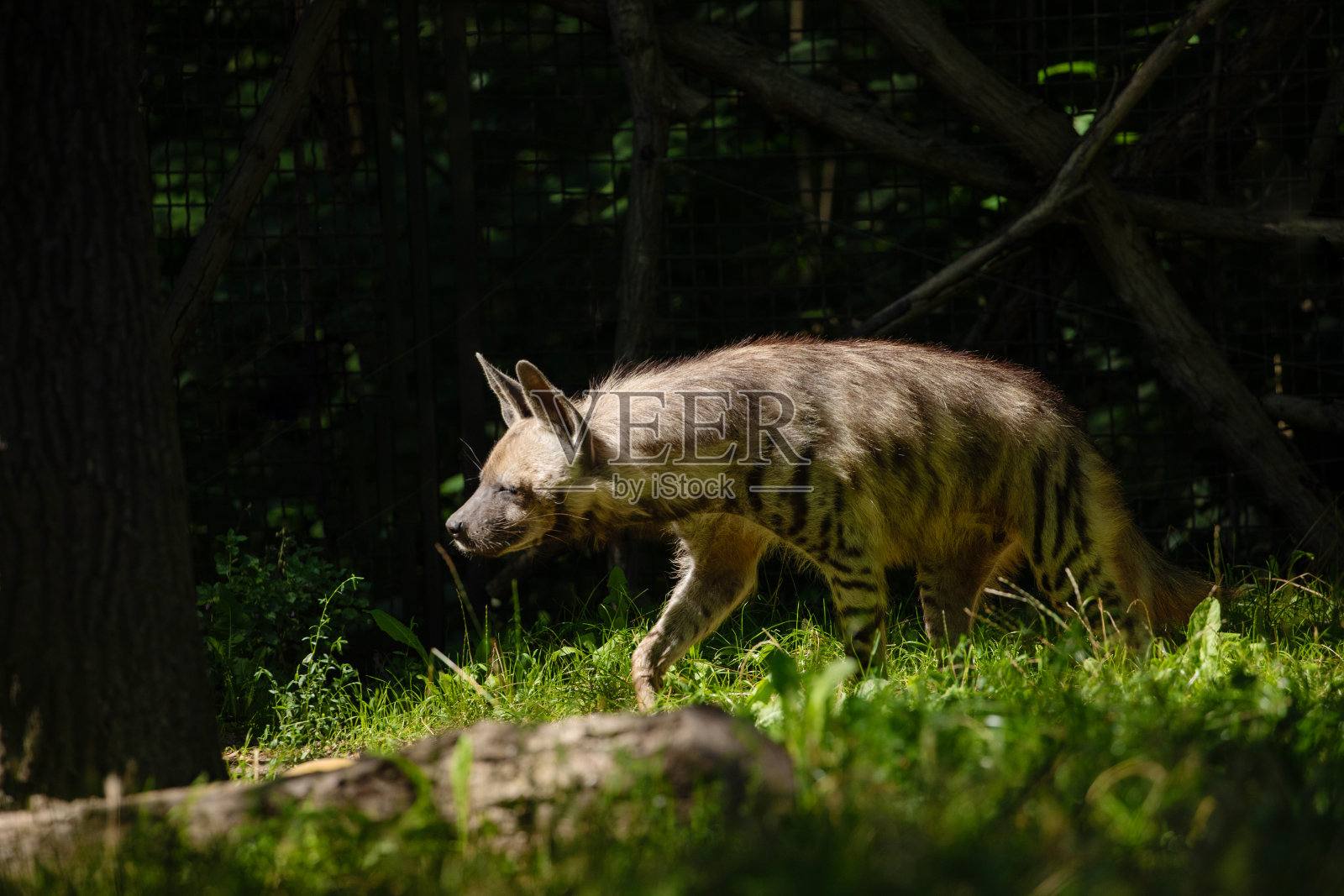 条纹鬣狗(Hyaena Hyaena)自然背景照片摄影图片