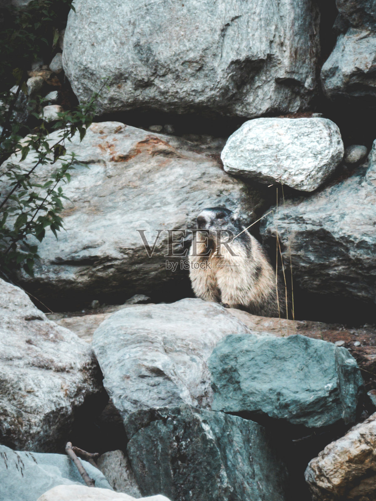 小野生土拨鼠照片摄影图片