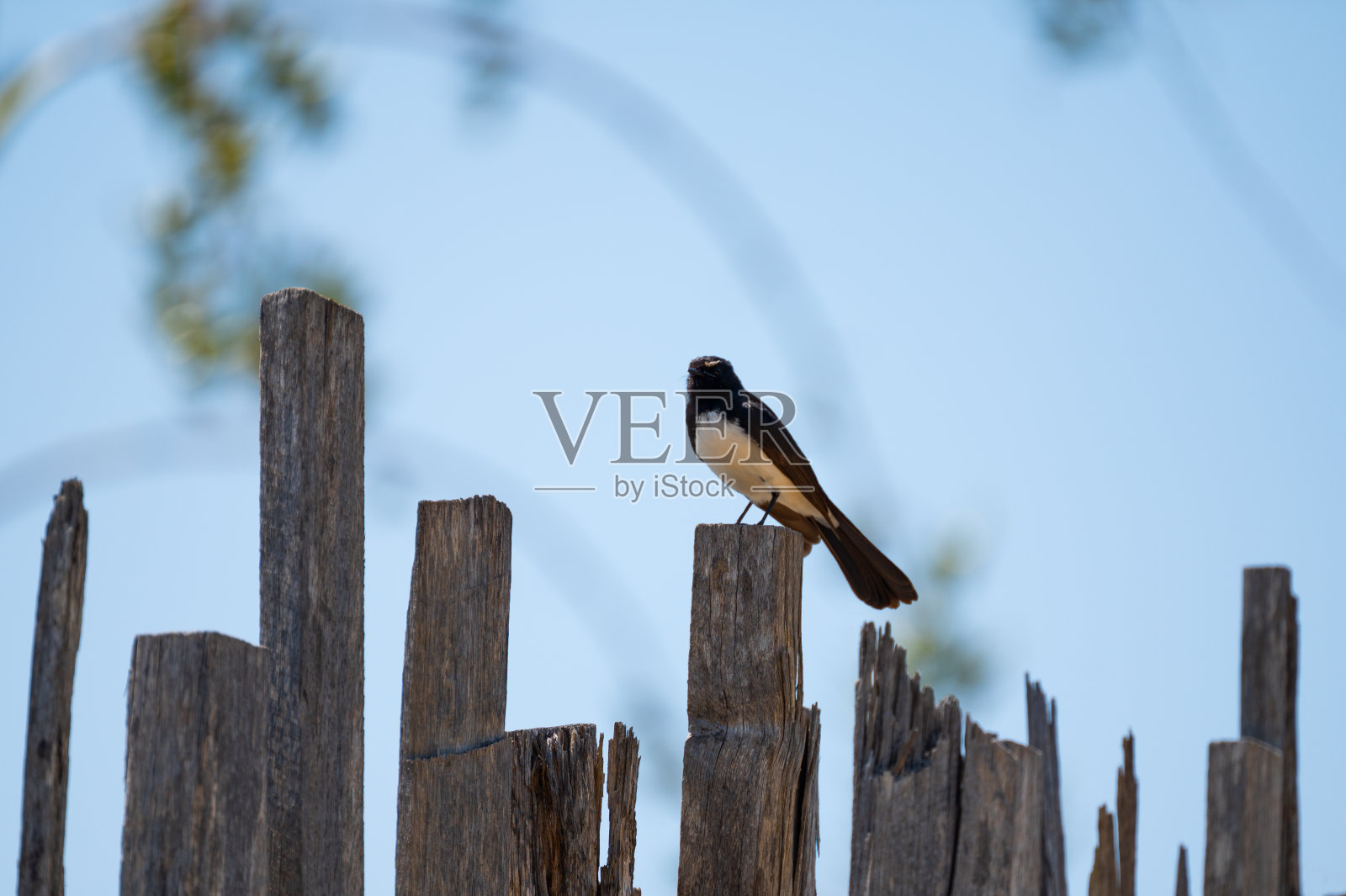 西悉尼动物园照片摄影图片