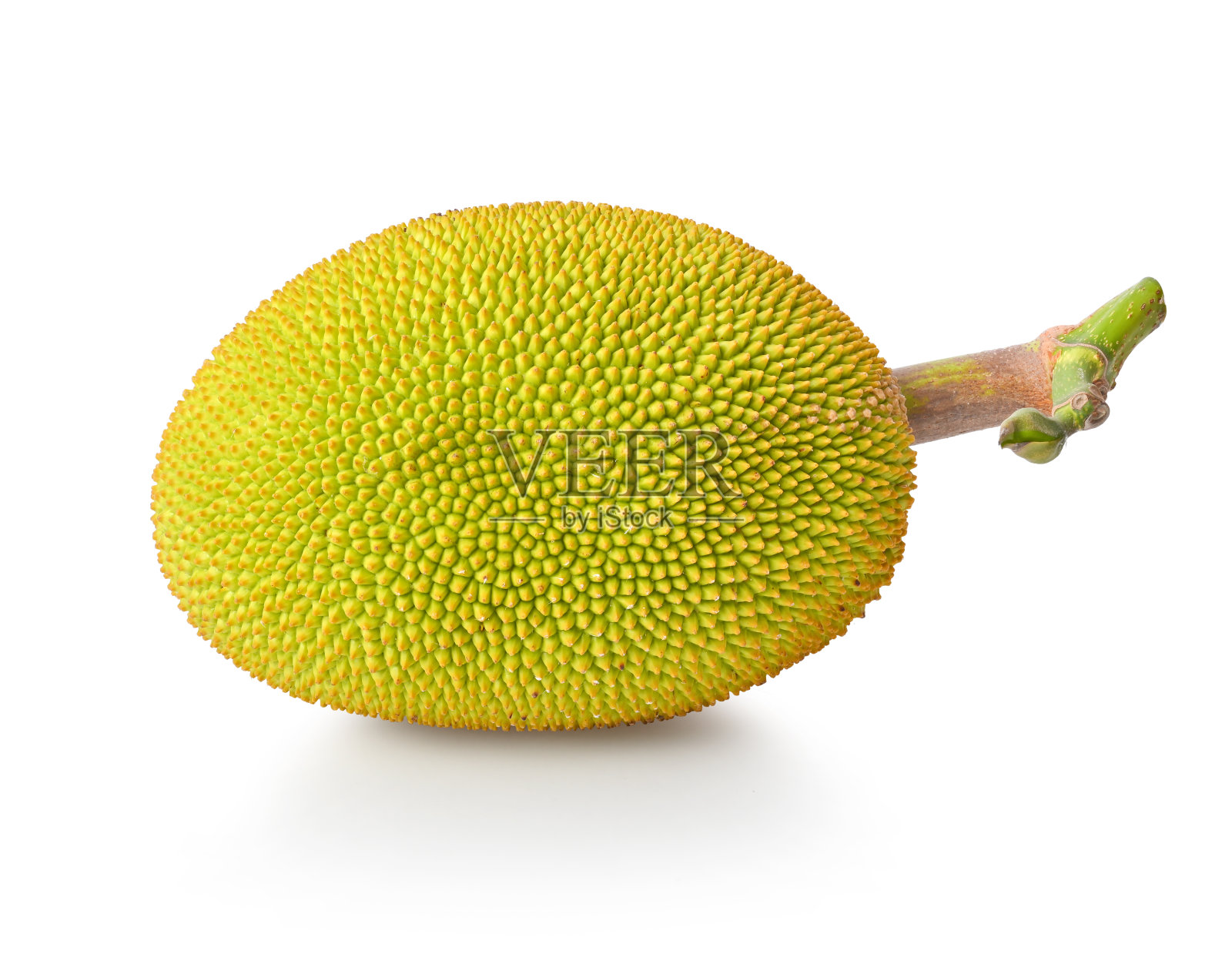 白色背景上有叶子的菠萝蜜照片摄影图片