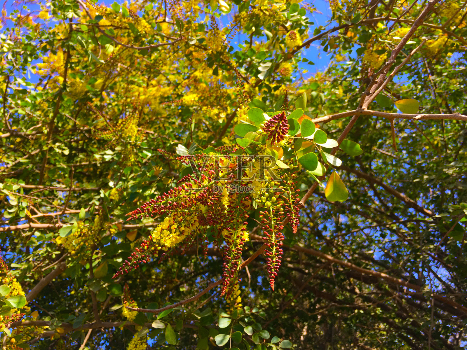 红黄色的洋苏木花照片摄影图片
