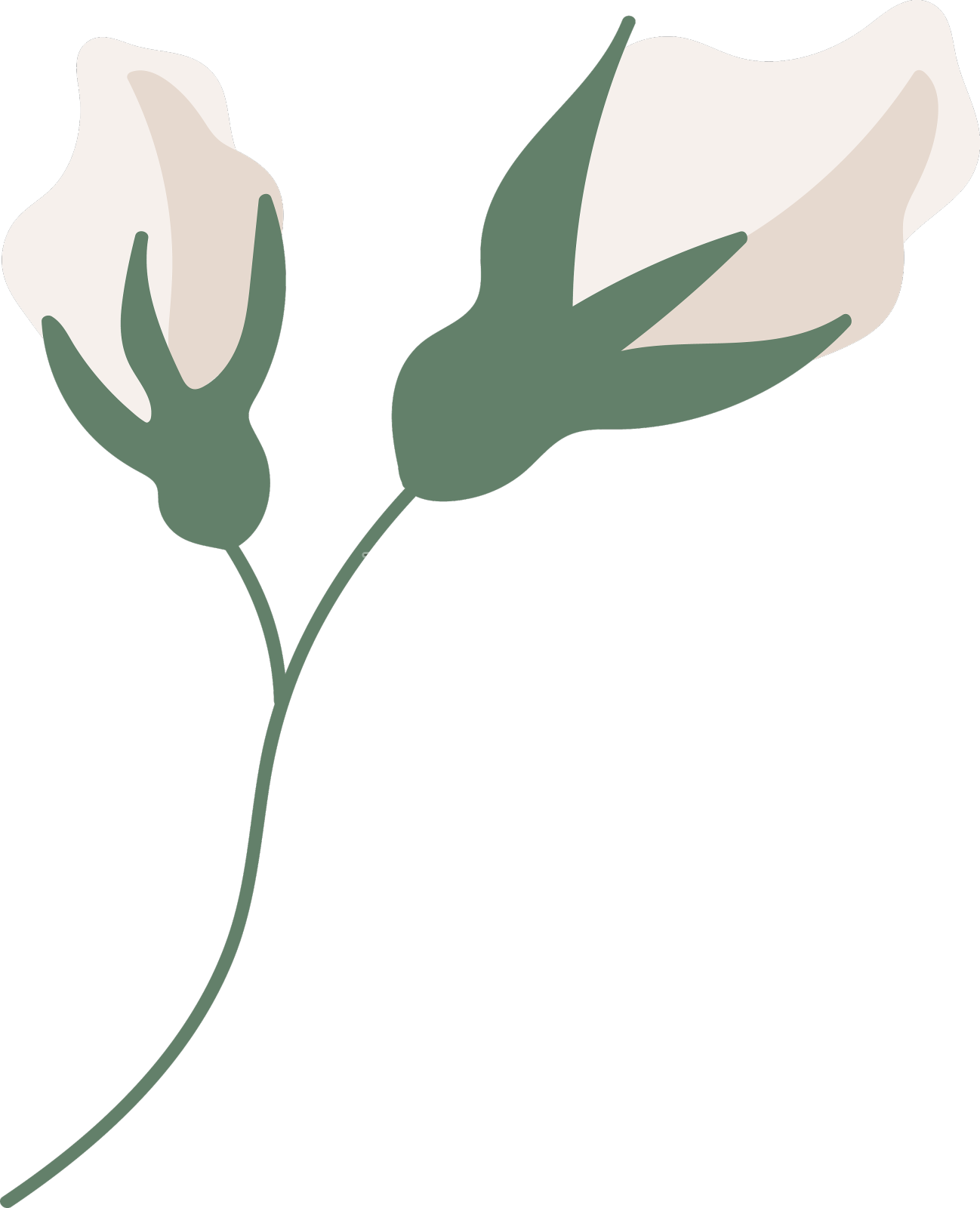 棉花茎上花设计元素图片