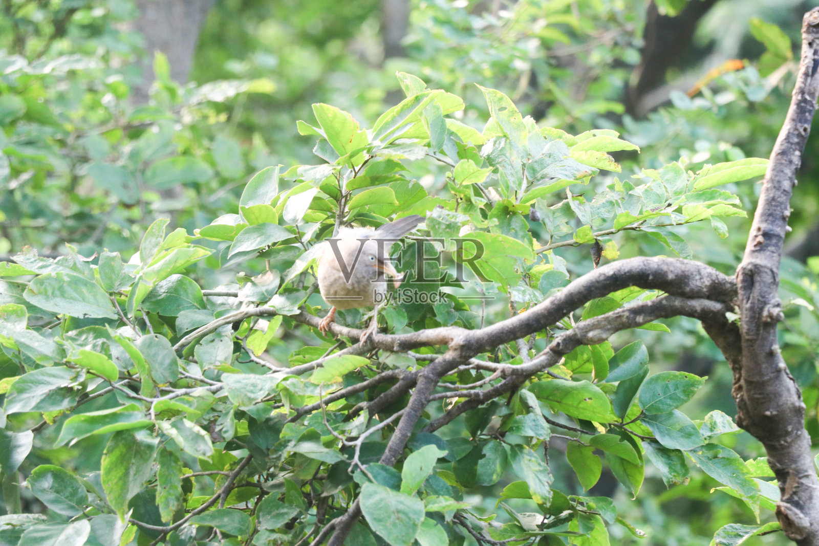 小鸟坐在花园里的一棵苹果树的树枝上照片摄影图片