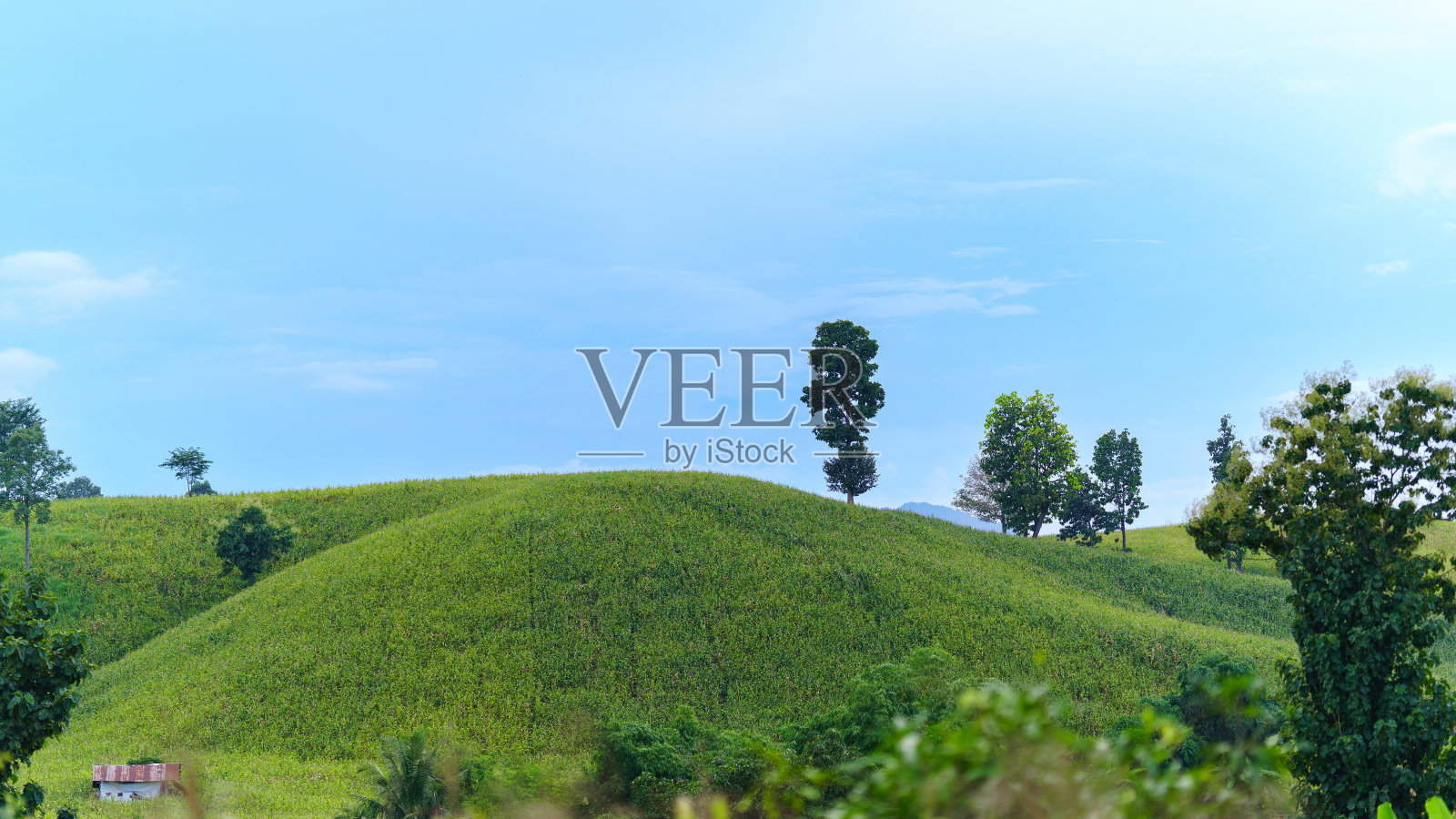 翠绿的田野映衬着泰国乡村明亮的蓝天。照片摄影图片