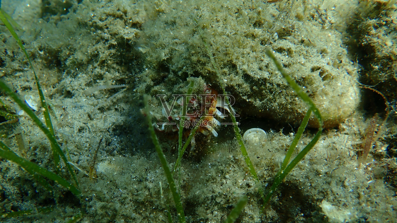 产于爱琴海海底的欧洲带刺牡蛎(棘牡蛎)照片摄影图片