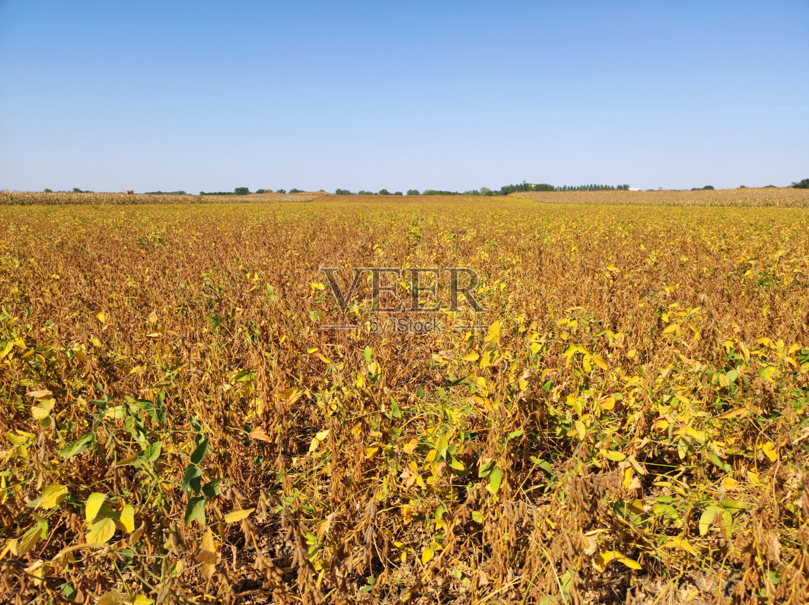 伏伊伏丁那省秋日里成熟的大豆田照片摄影图片