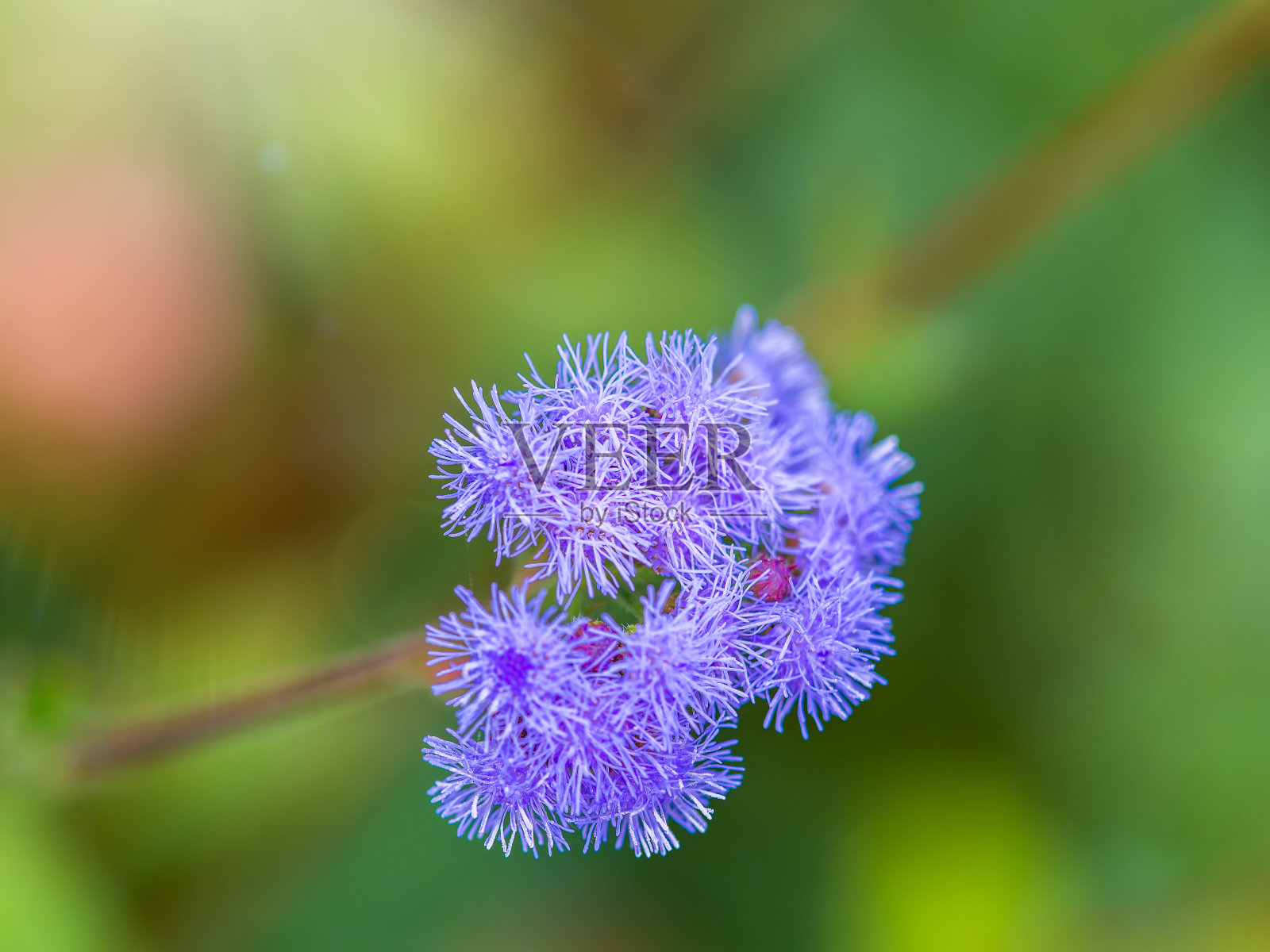 小的，紫色的花，Ageratum houston，也被称为牙线花，猫脚，或蓝貂的特写。照片摄影图片