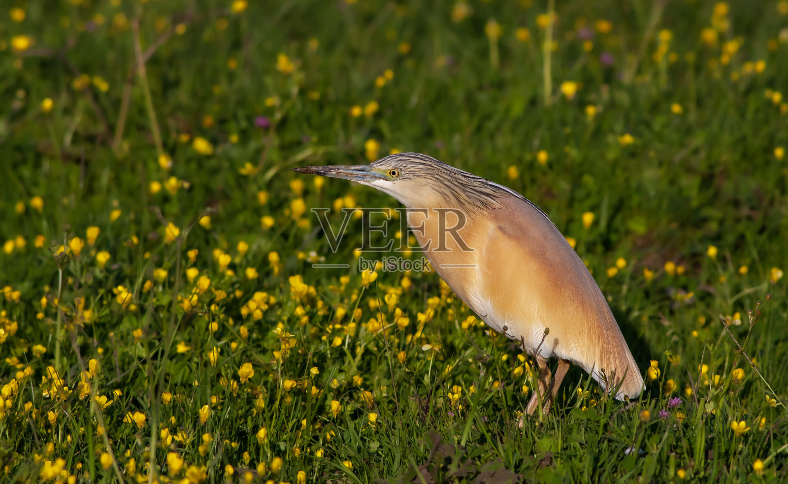 野生鸟类照片摄影图片