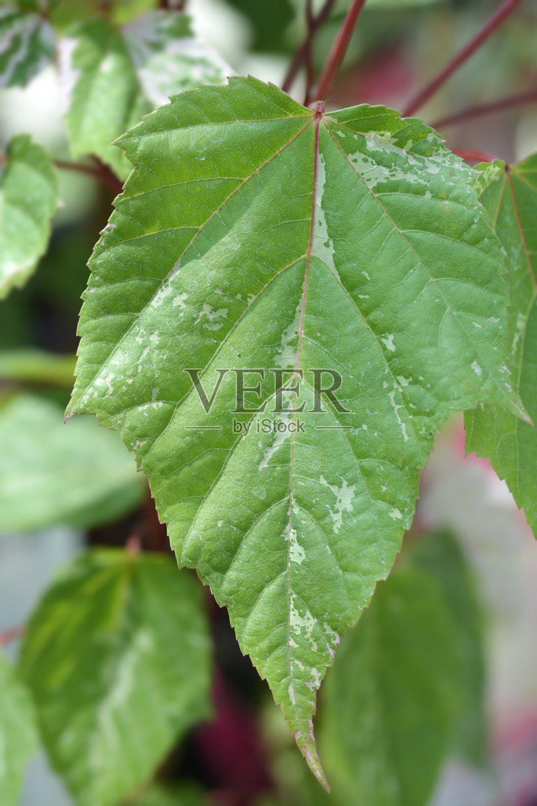 蛇皮枫红火烈鸟照片摄影图片