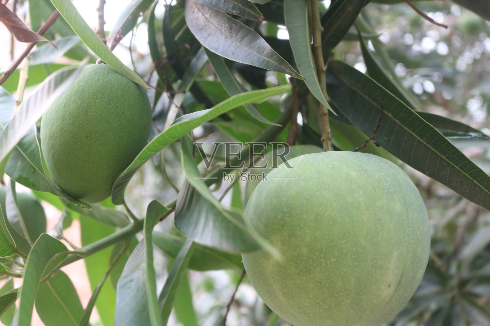 苹果芒果照片摄影图片