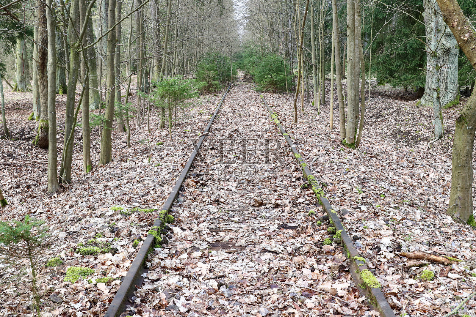 废弃的火车轨道——铁轨杂草丛生，被树叶覆盖照片摄影图片