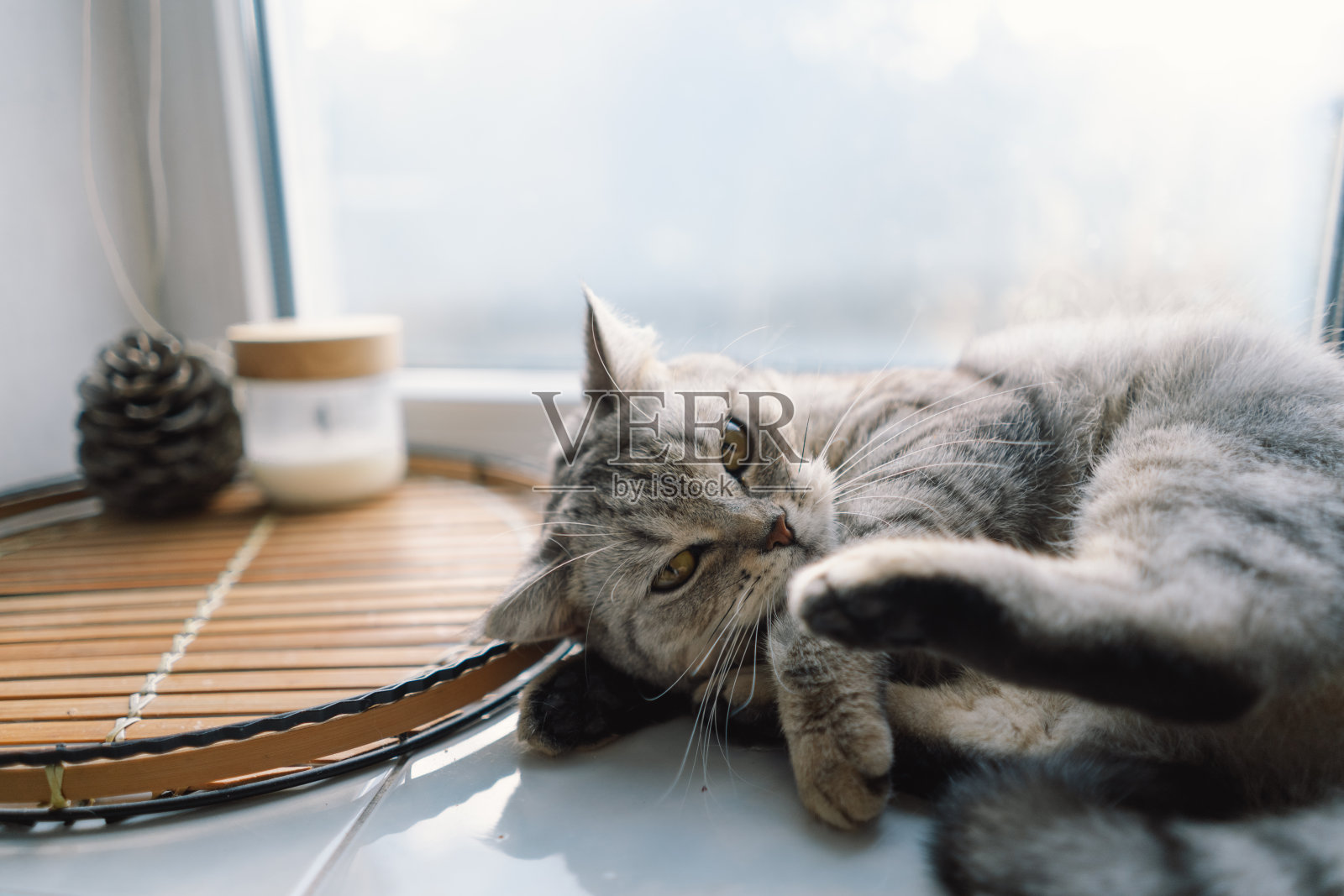 萌猫画像照片摄影图片