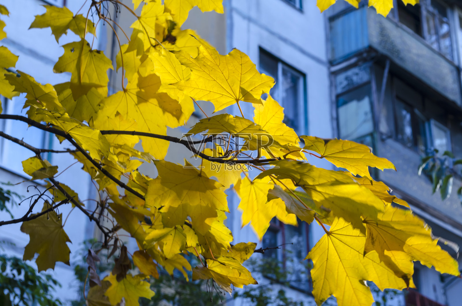 黄灿灿的秋叶被阳光照耀着。照片摄影图片