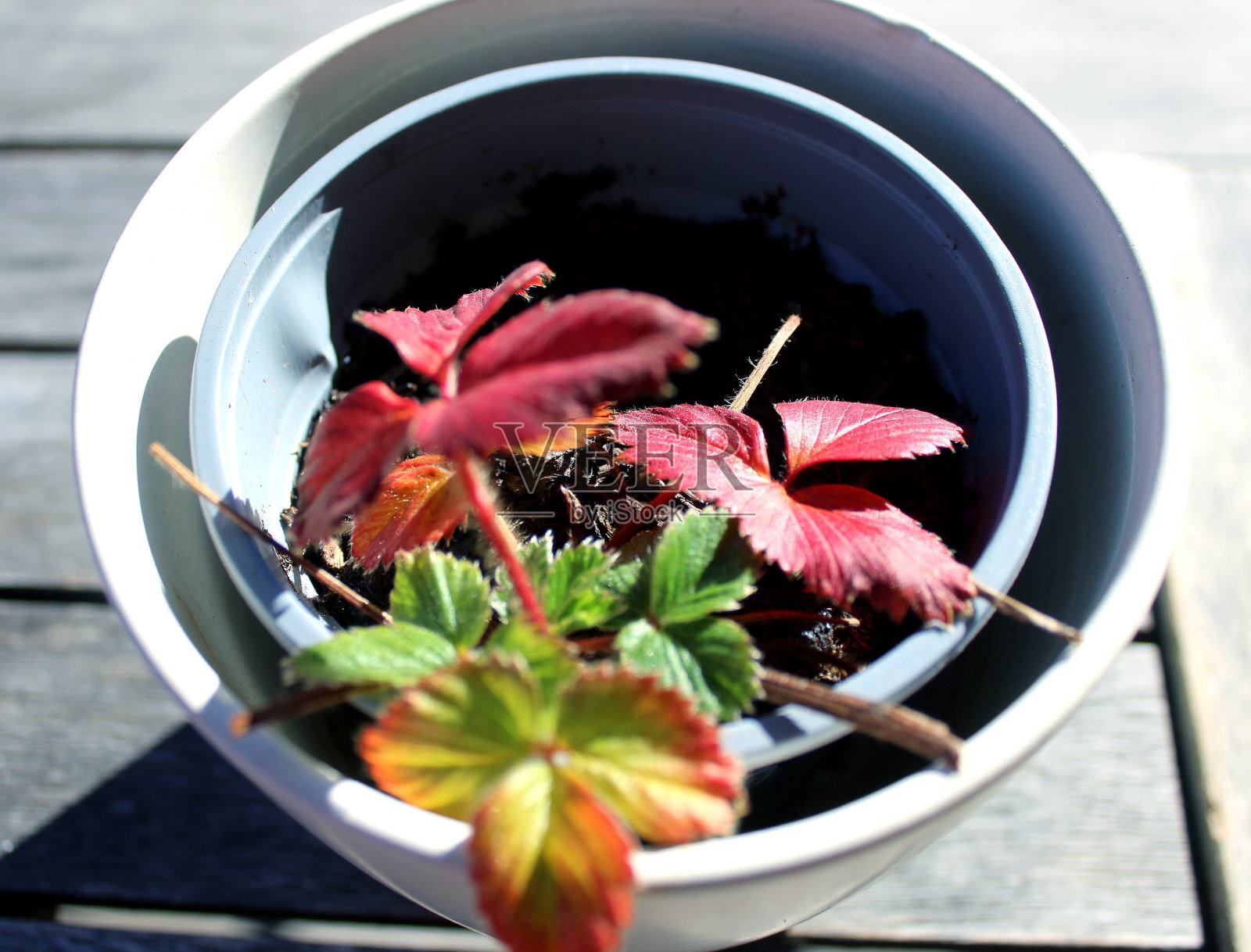 在露台上的咖啡馆里，用落叶作为餐桌装饰的迷人小植物。特写与选定的焦点和模糊。照片摄影图片