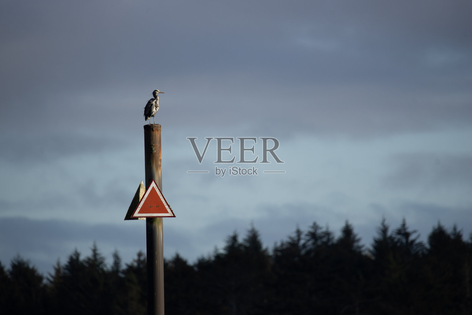 侧边标记上有苍鹭照片摄影图片