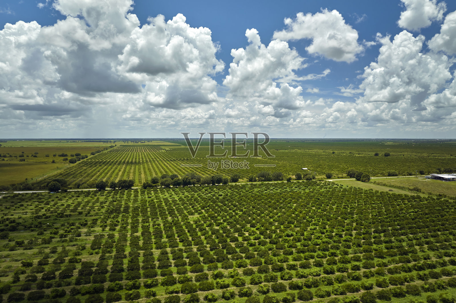 鸟瞰佛罗里达州的农田，一排排的橘子树在阳光明媚的日子里生长照片摄影图片
