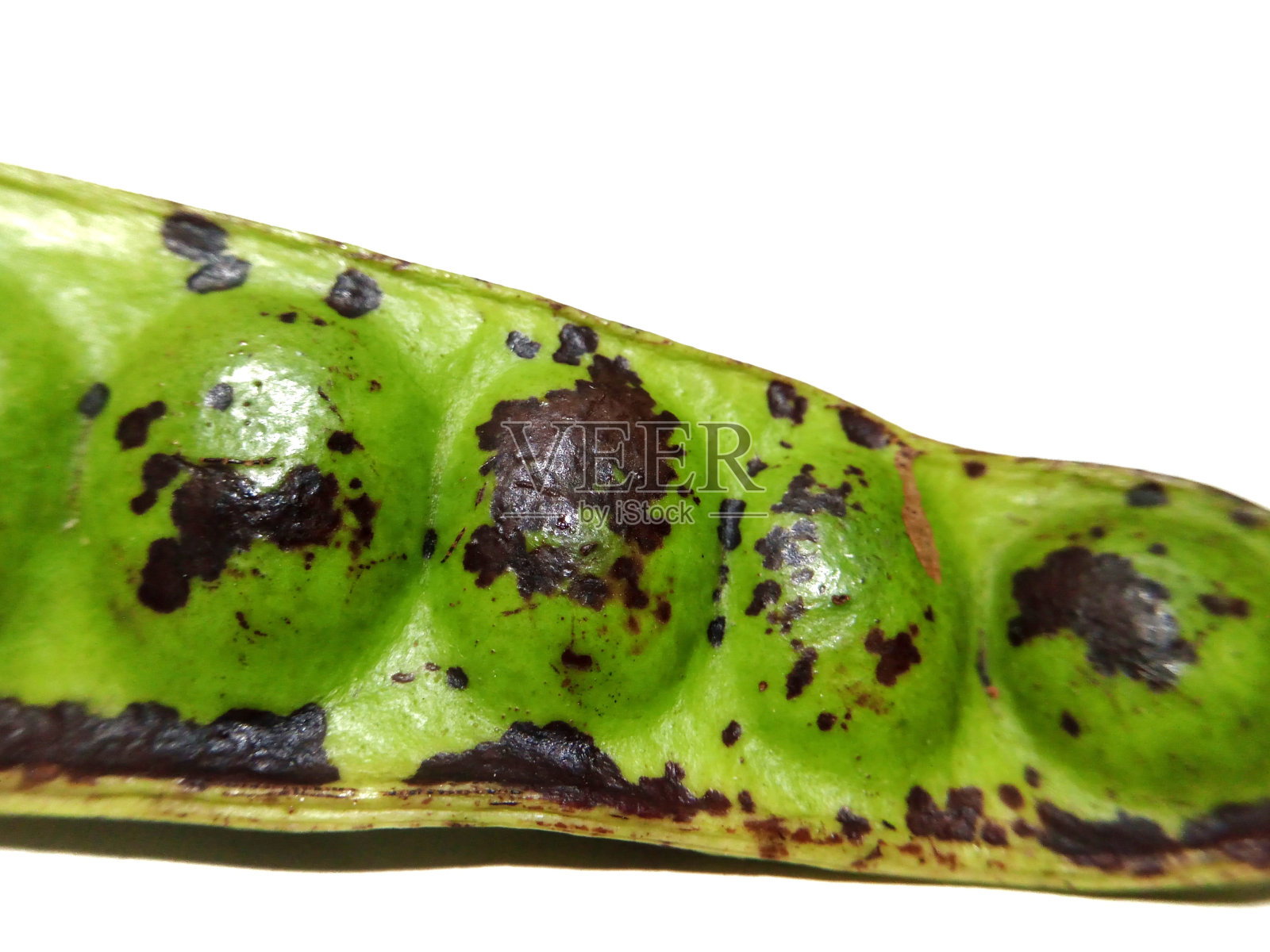 与皮特蔬菜物体的照片照片摄影图片