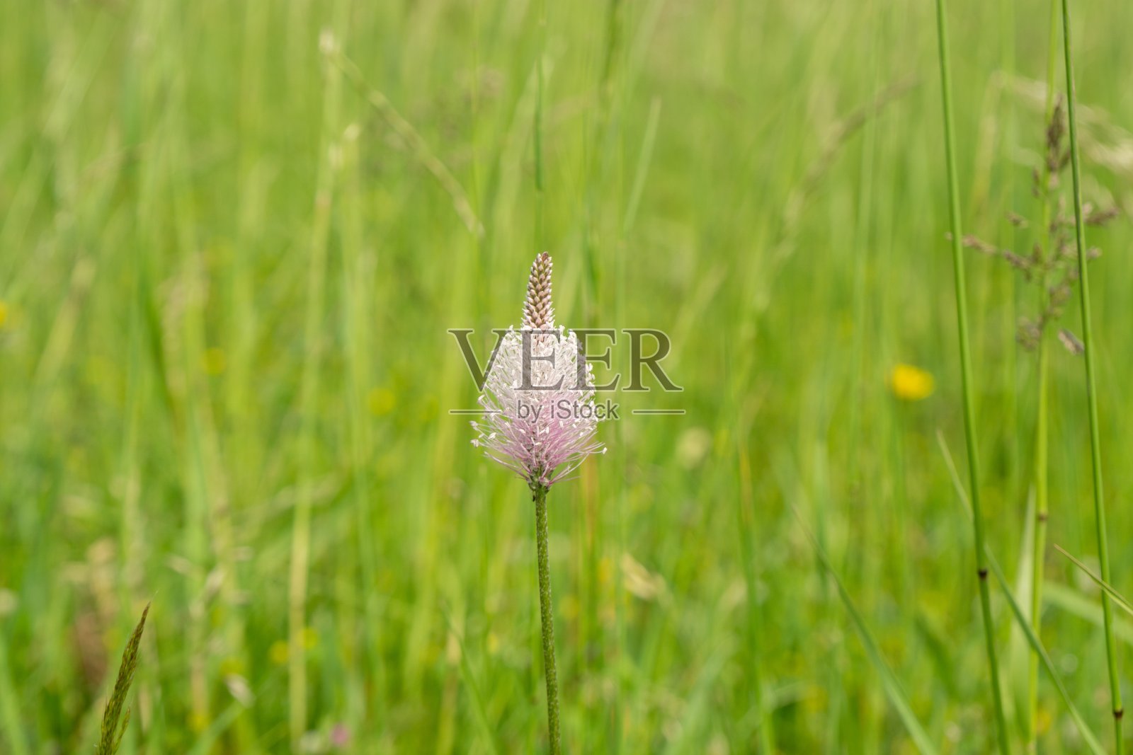 车前草开在大自然的绿色草地上。照片摄影图片
