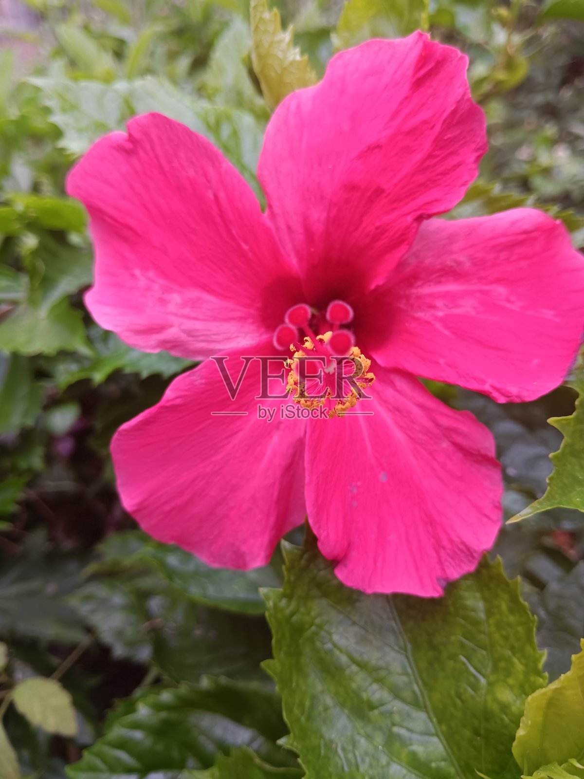 木槿花冠上羽毛状丝绒柱头和金色雄蕊照片摄影图片