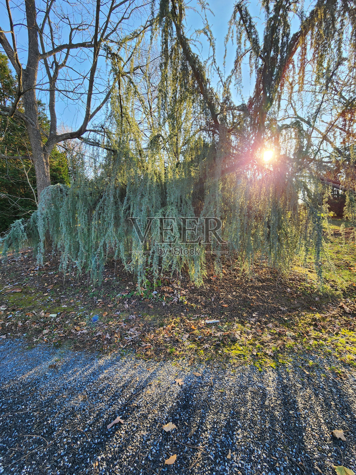 太阳光照片摄影图片