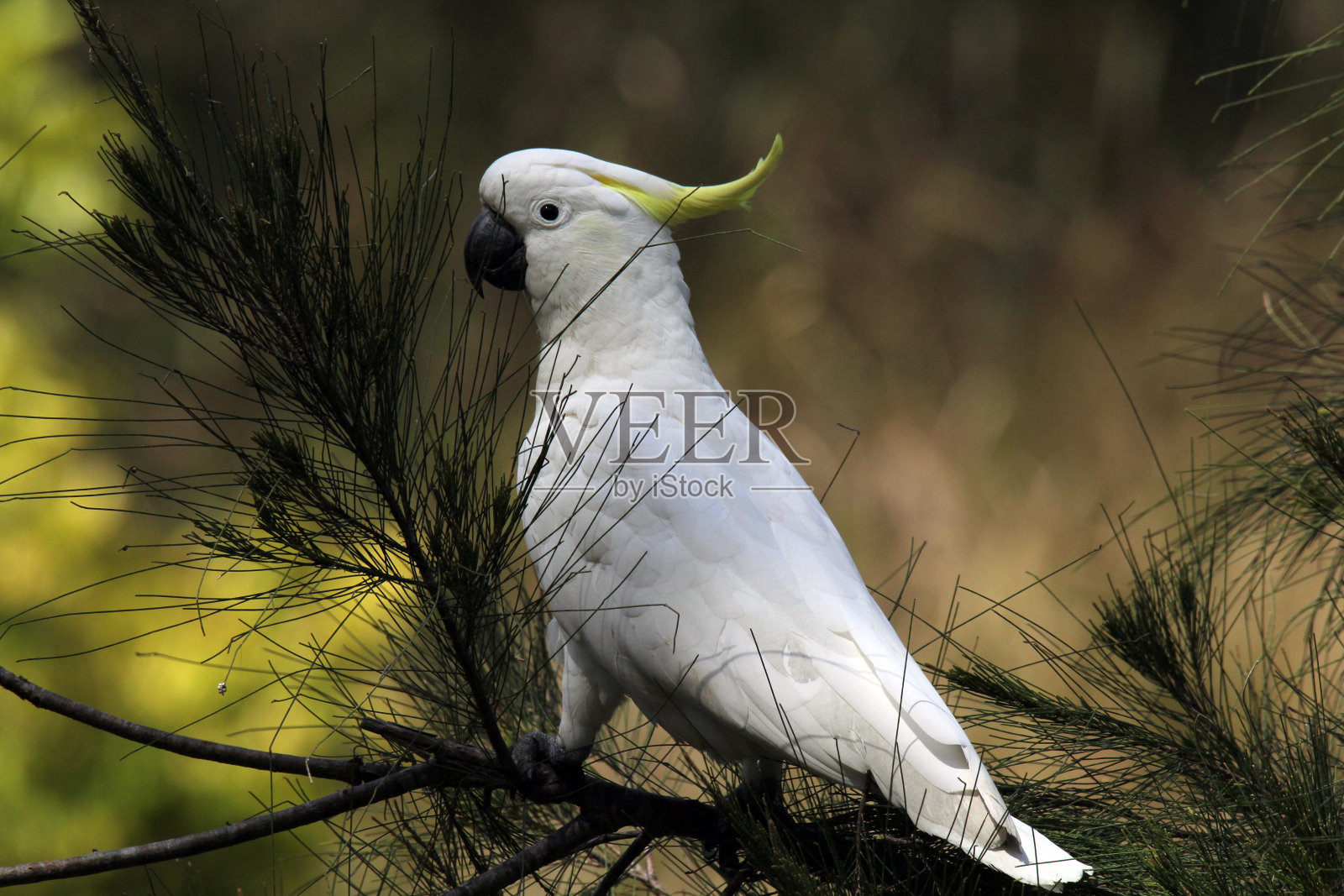 坐在松树上的硫磺冠凤头鹦鹉照片摄影图片