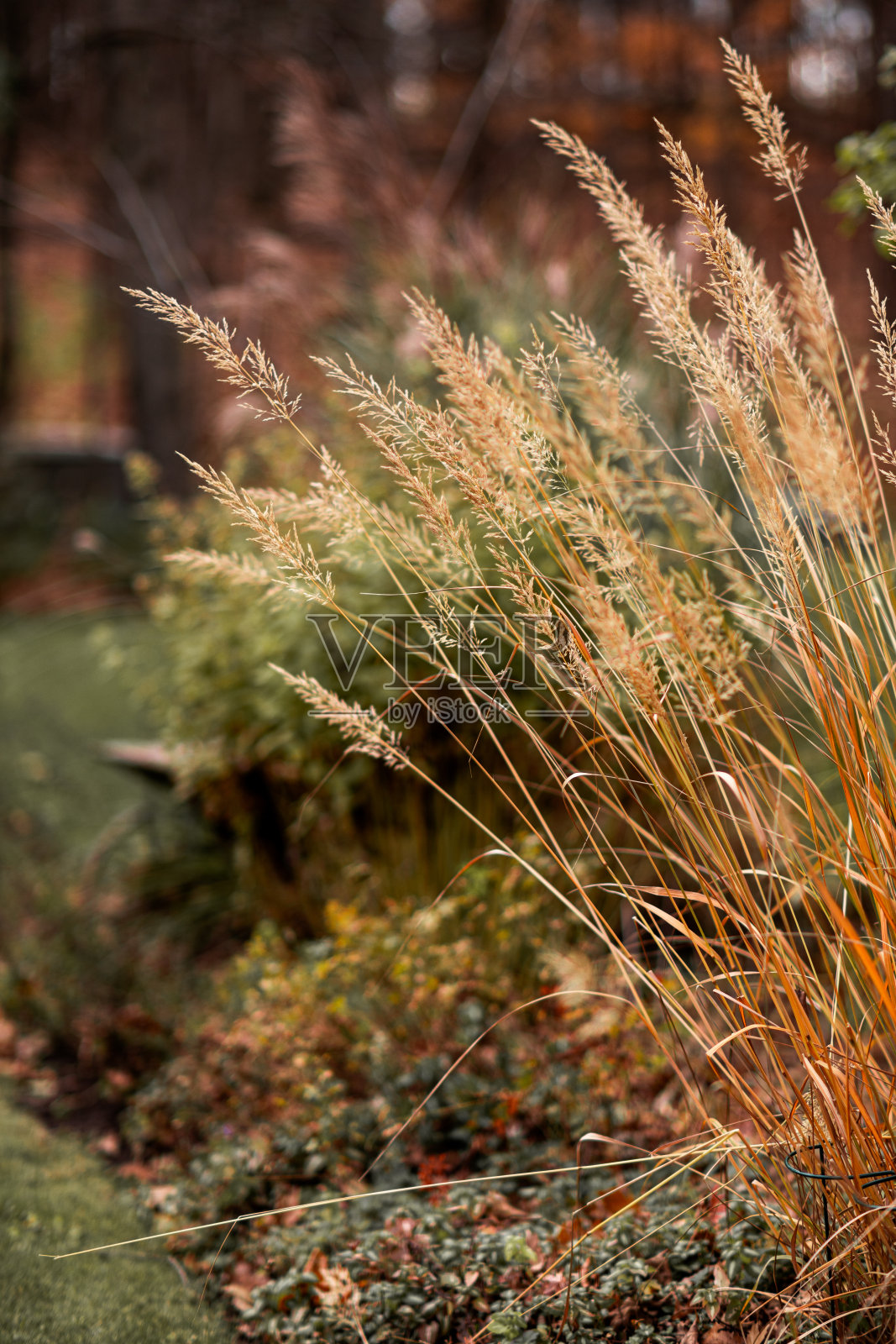 秋天花园里的观赏草照片摄影图片