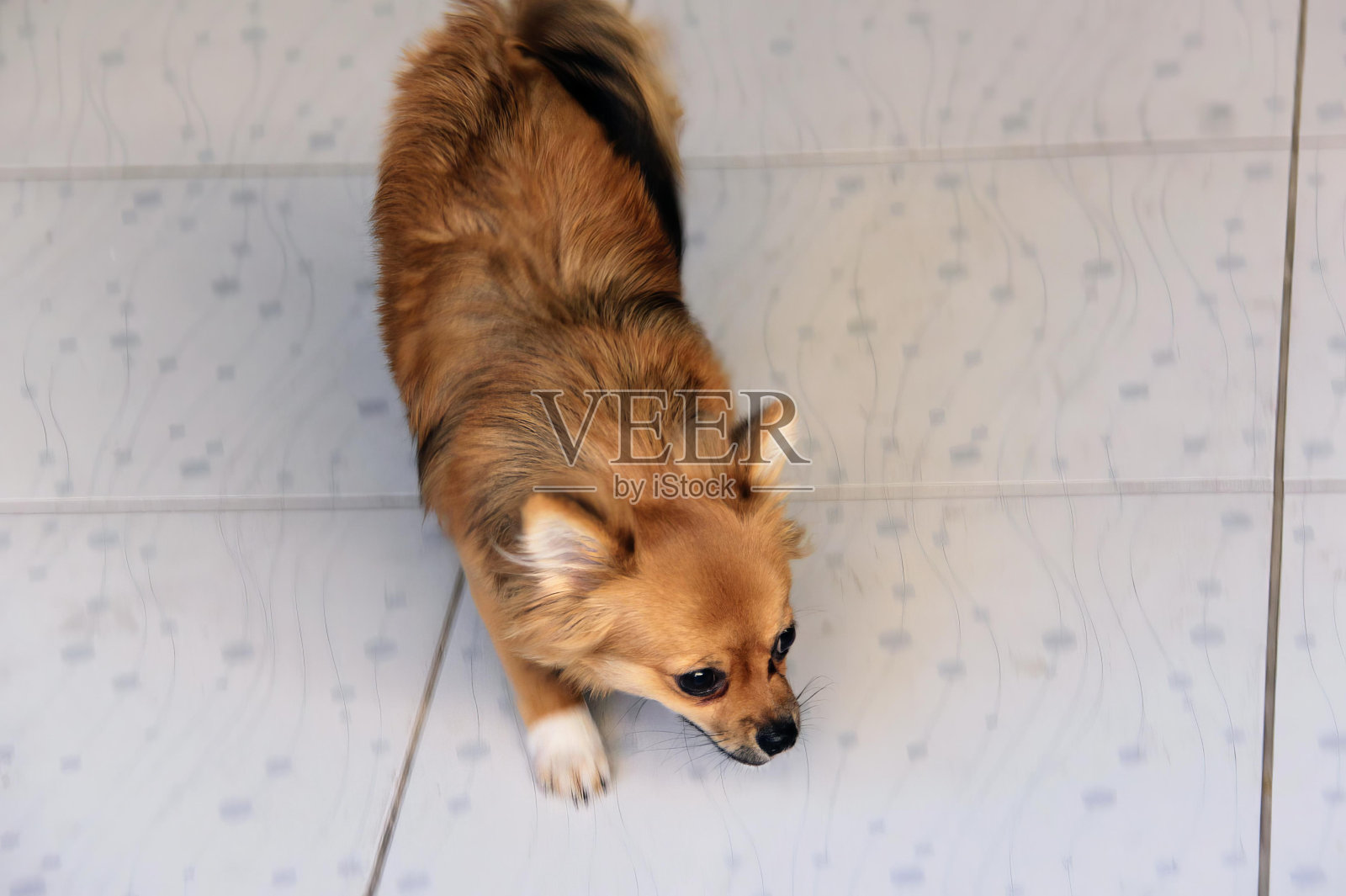 一只狗站在瓷砖地板上向上看。照片摄影图片