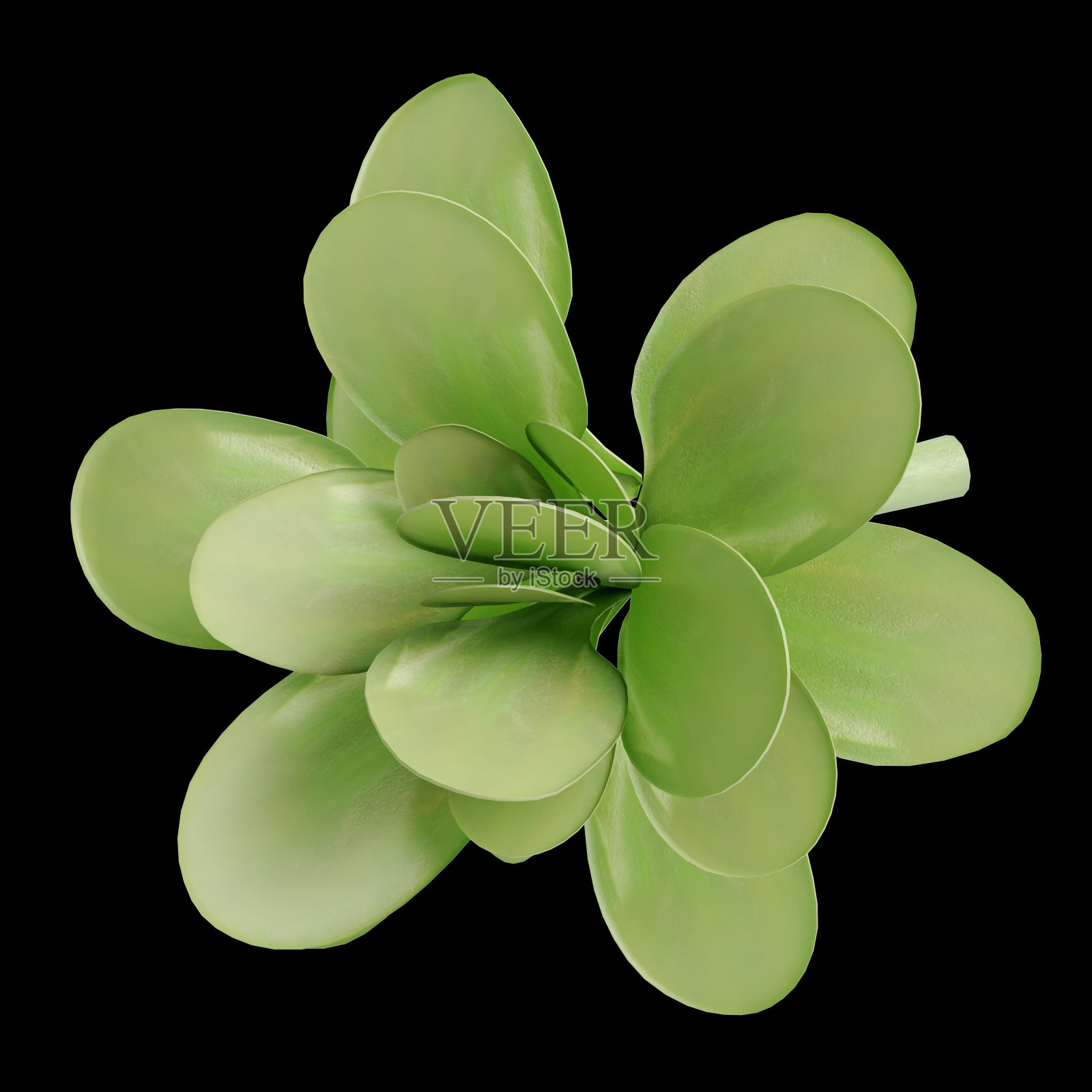 在黑色背景上孤立的石莲三维插图照片摄影图片