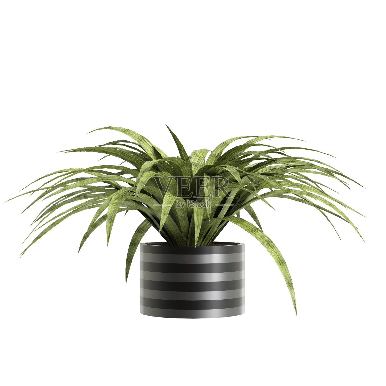 室内植物在白色背景上的三维插图照片摄影图片