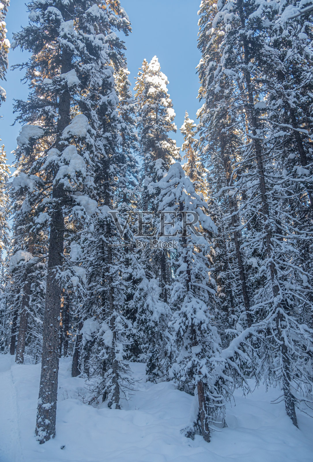 班夫国家公园的森林照片摄影图片