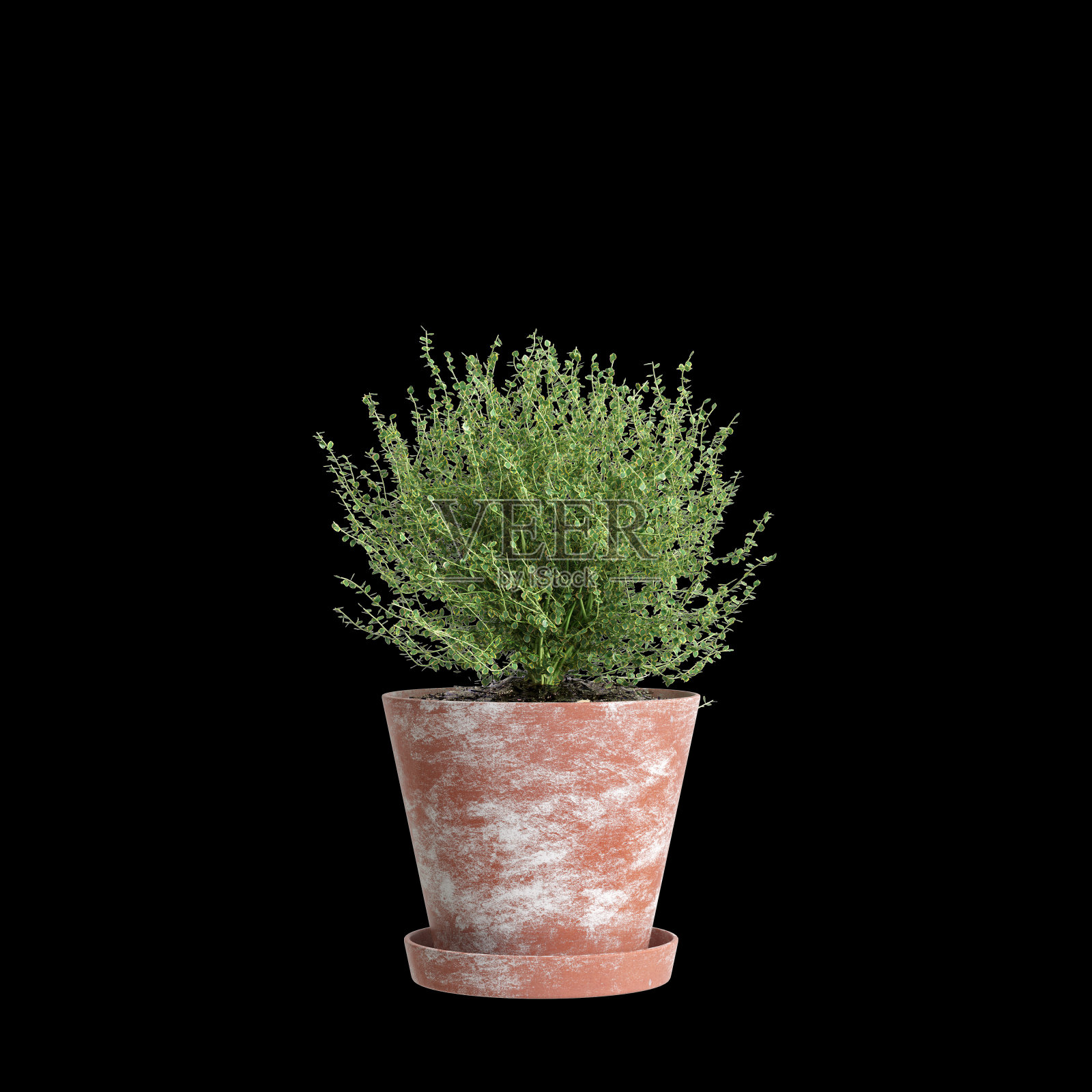 室内植物的三维插图孤立的黑色背景照片摄影图片