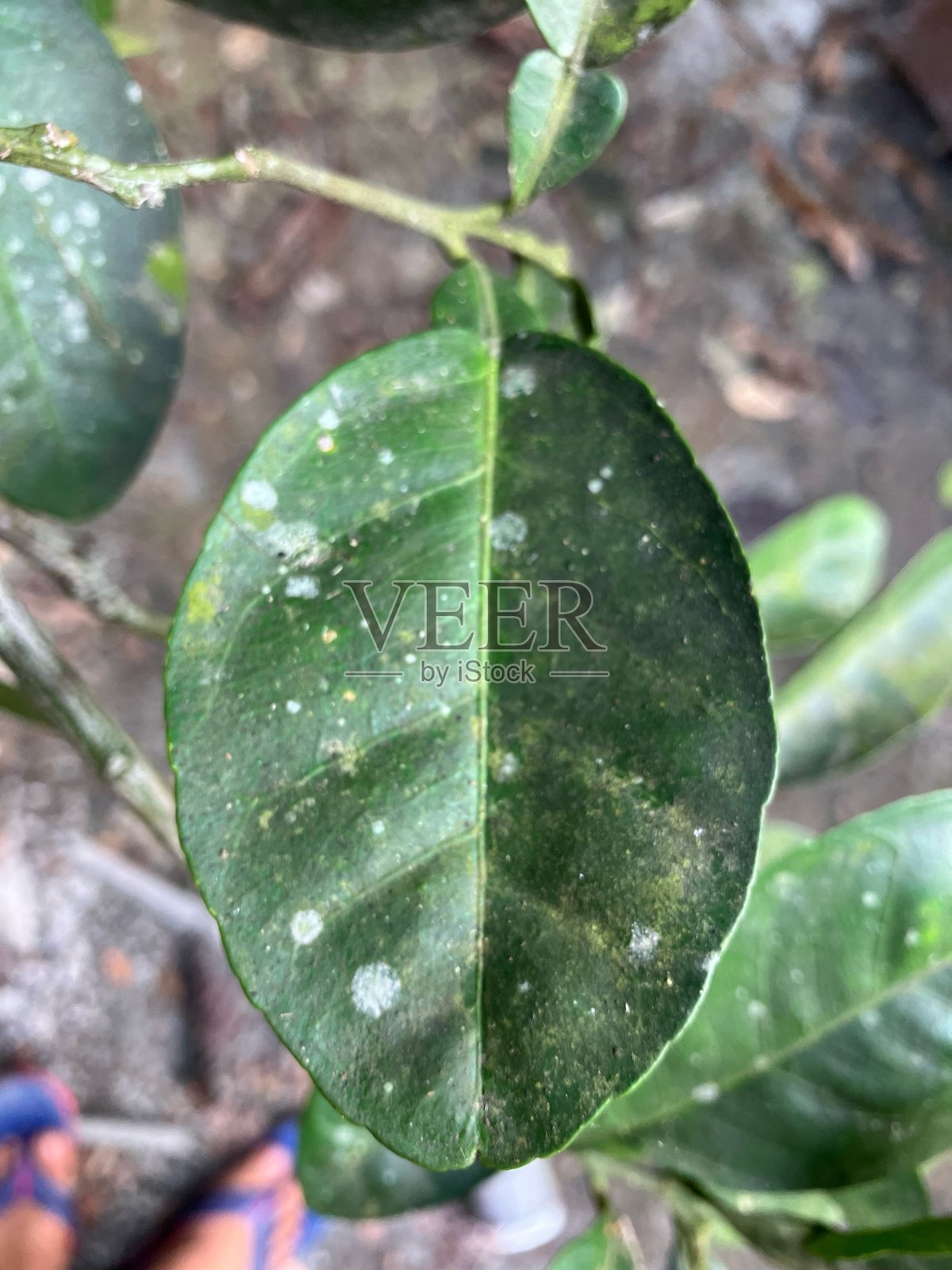 微距近距离叶片纹理照片摄影图片