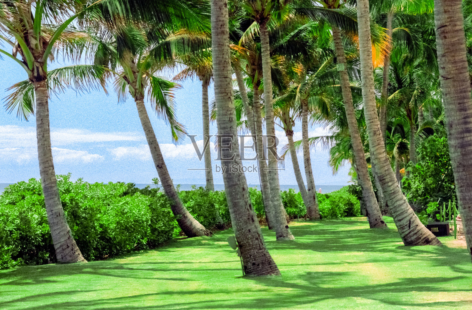 夏威夷棕榈树照片摄影图片