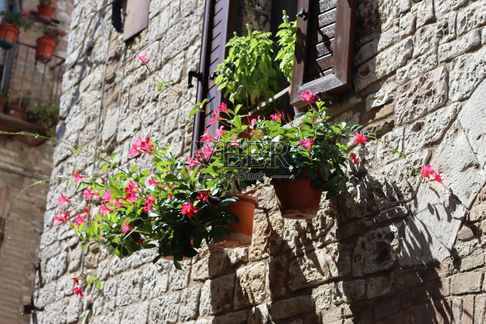 在后街的一扇有百叶窗的窗户上挂着一盆粉红色的花照片摄影图片