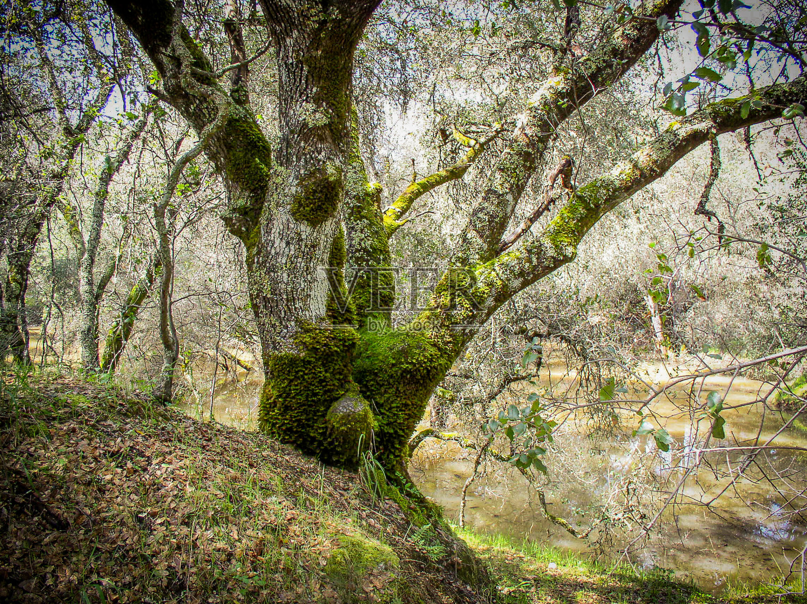 老橡树照片摄影图片