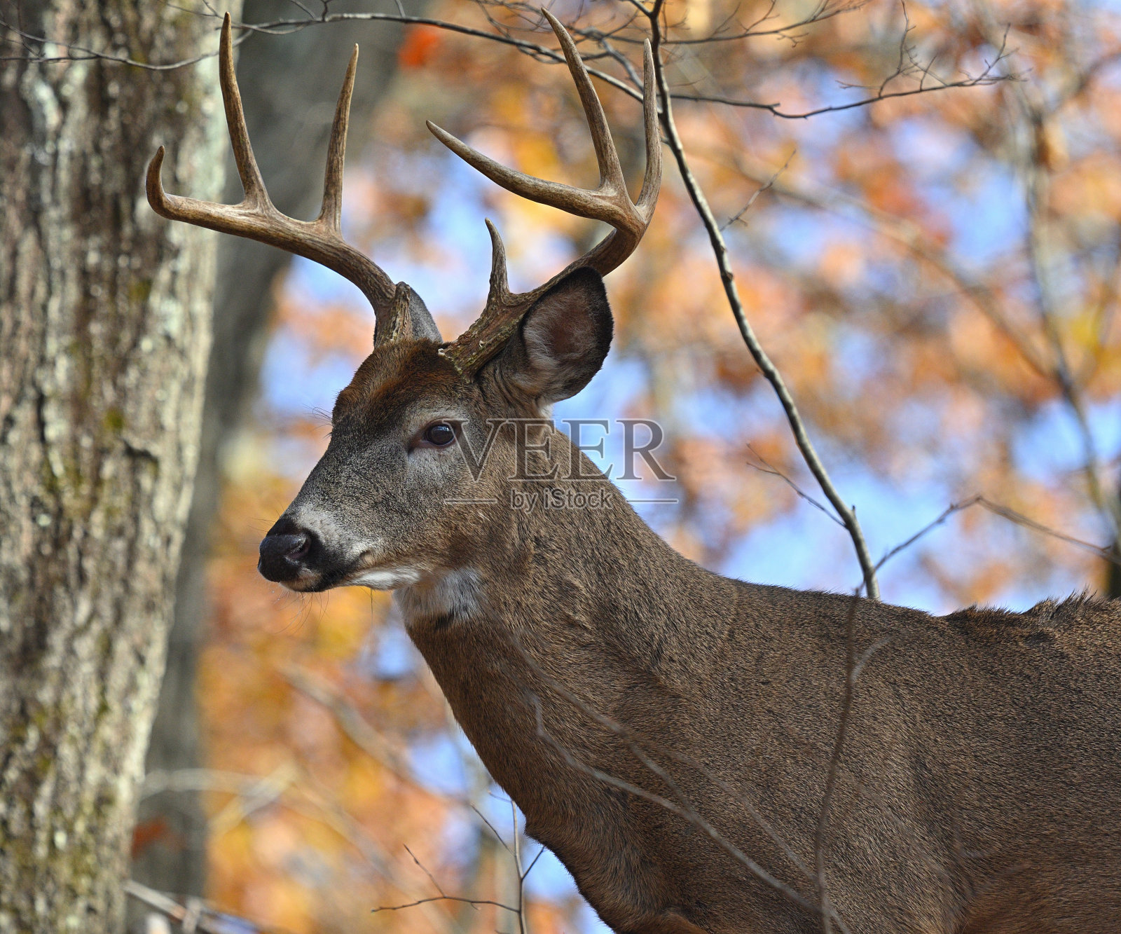 秋天的白尾雄鹿，特写照片摄影图片