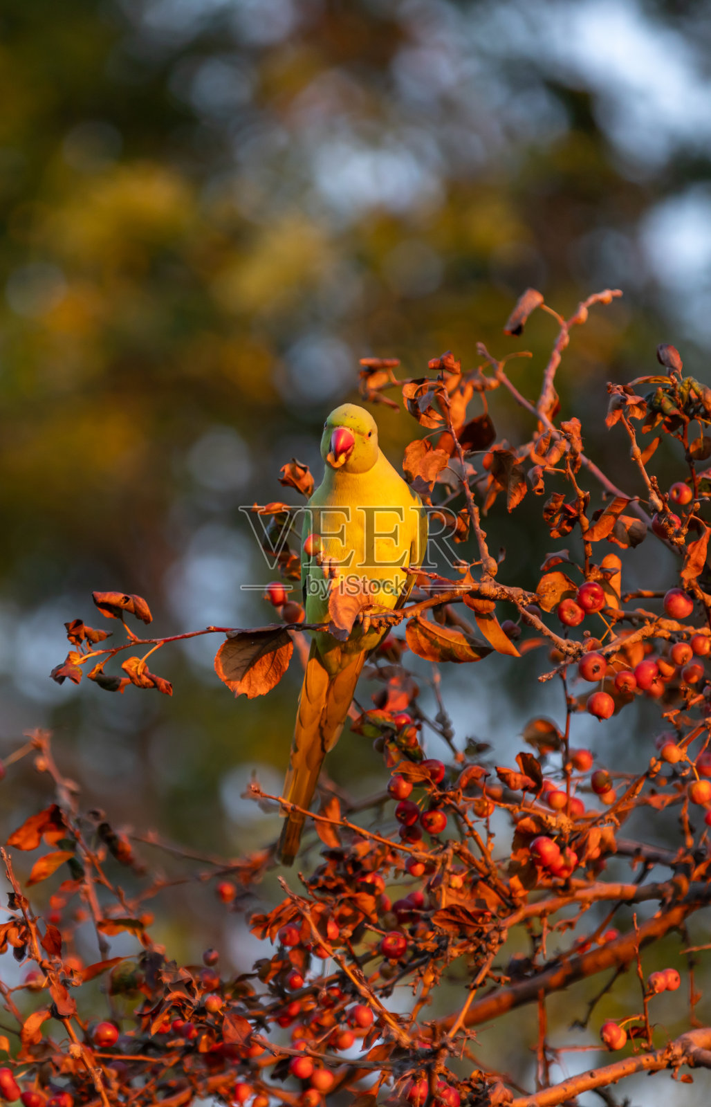 绿色的鹦鹉。照片摄影图片