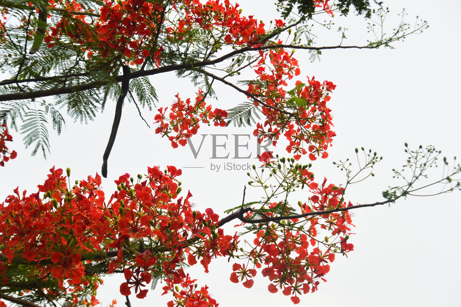 龙葵的鲜红色花朵照片摄影图片
