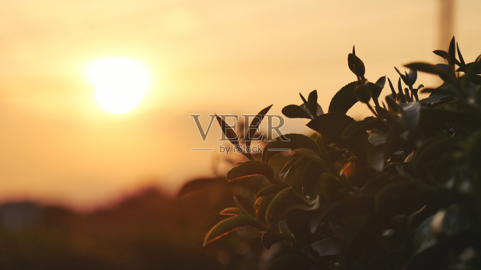 夏天的早晨，农场里新鲜嫩芽的草药。阳光绿茶树植物茶树在有机农场。清晨，茶树绿油油的大自然照片摄影图片