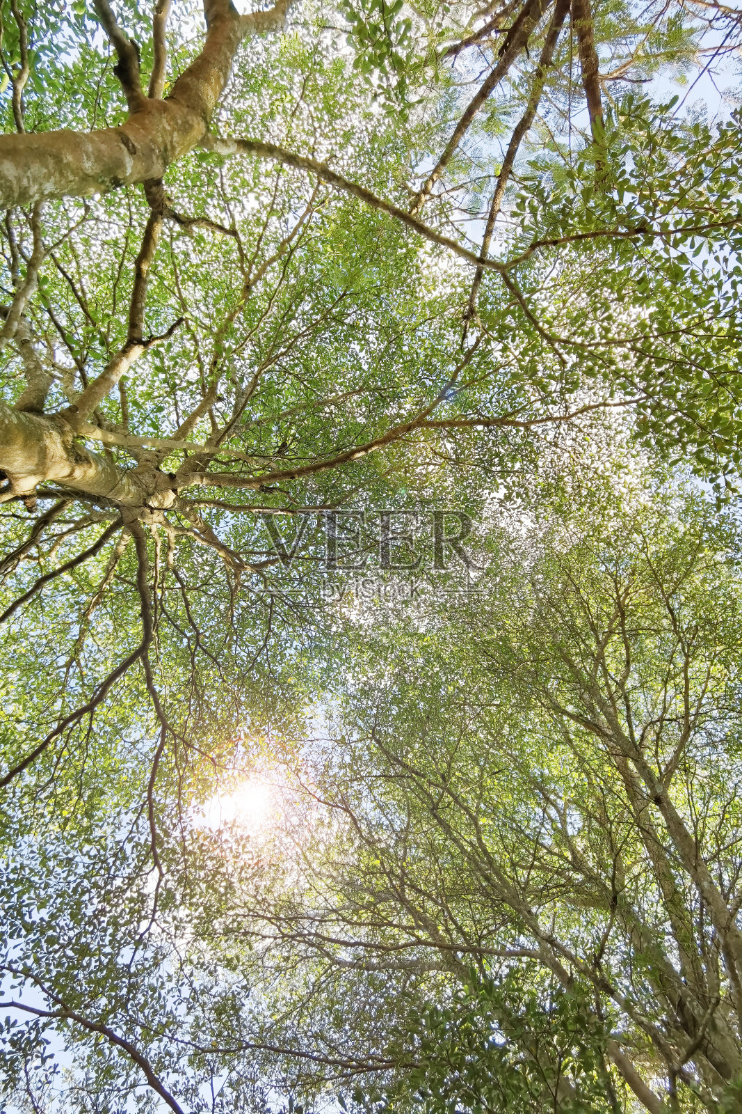 景观大树照片摄影图片