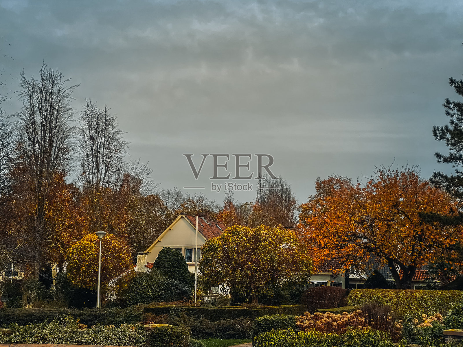 阴天的城市公园里，秋天的景色和黄色的树照片摄影图片