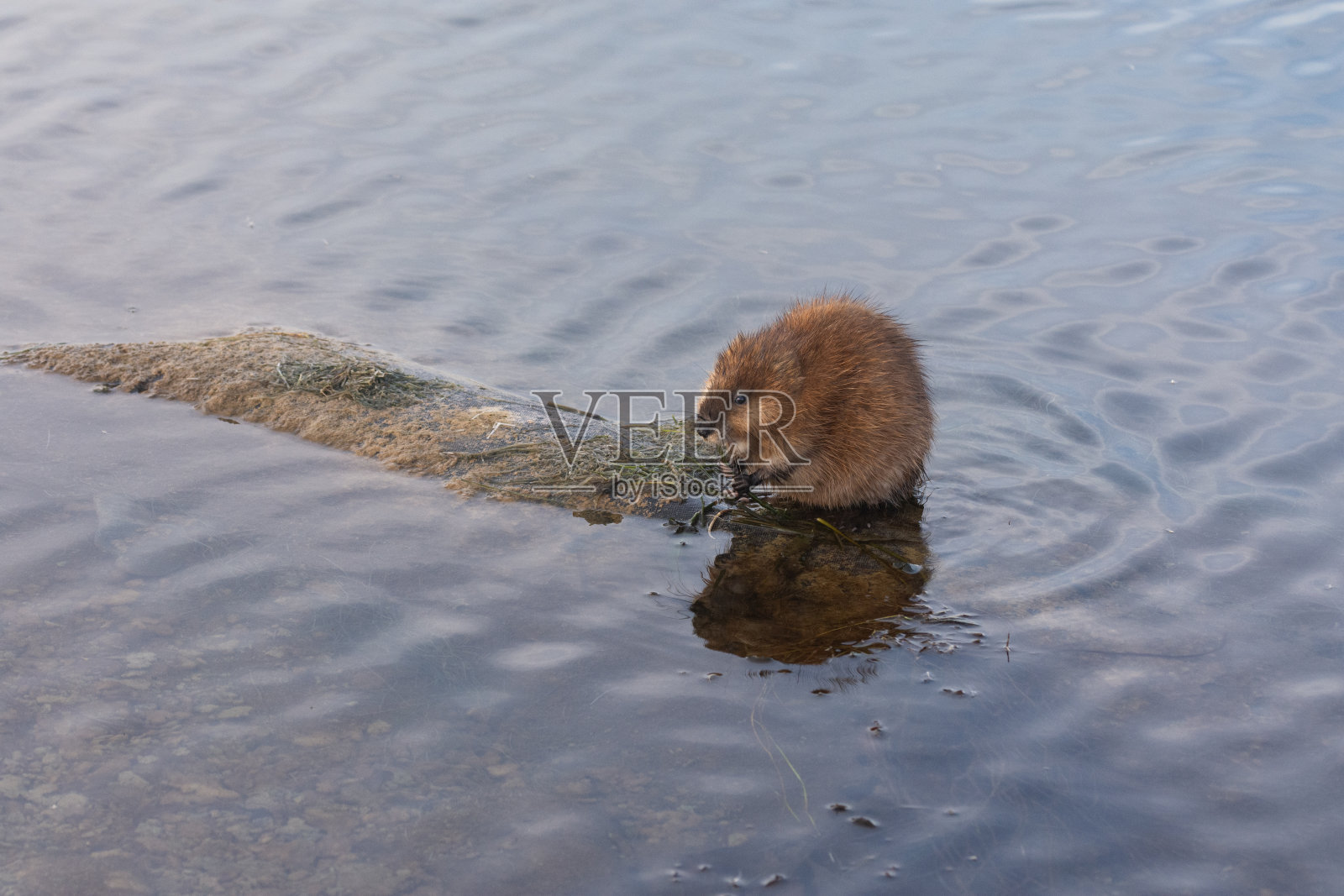 麝鼠在水中抓着植物茎吃。照片摄影图片