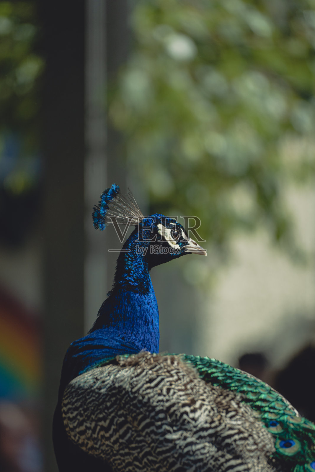 孔雀照片摄影图片