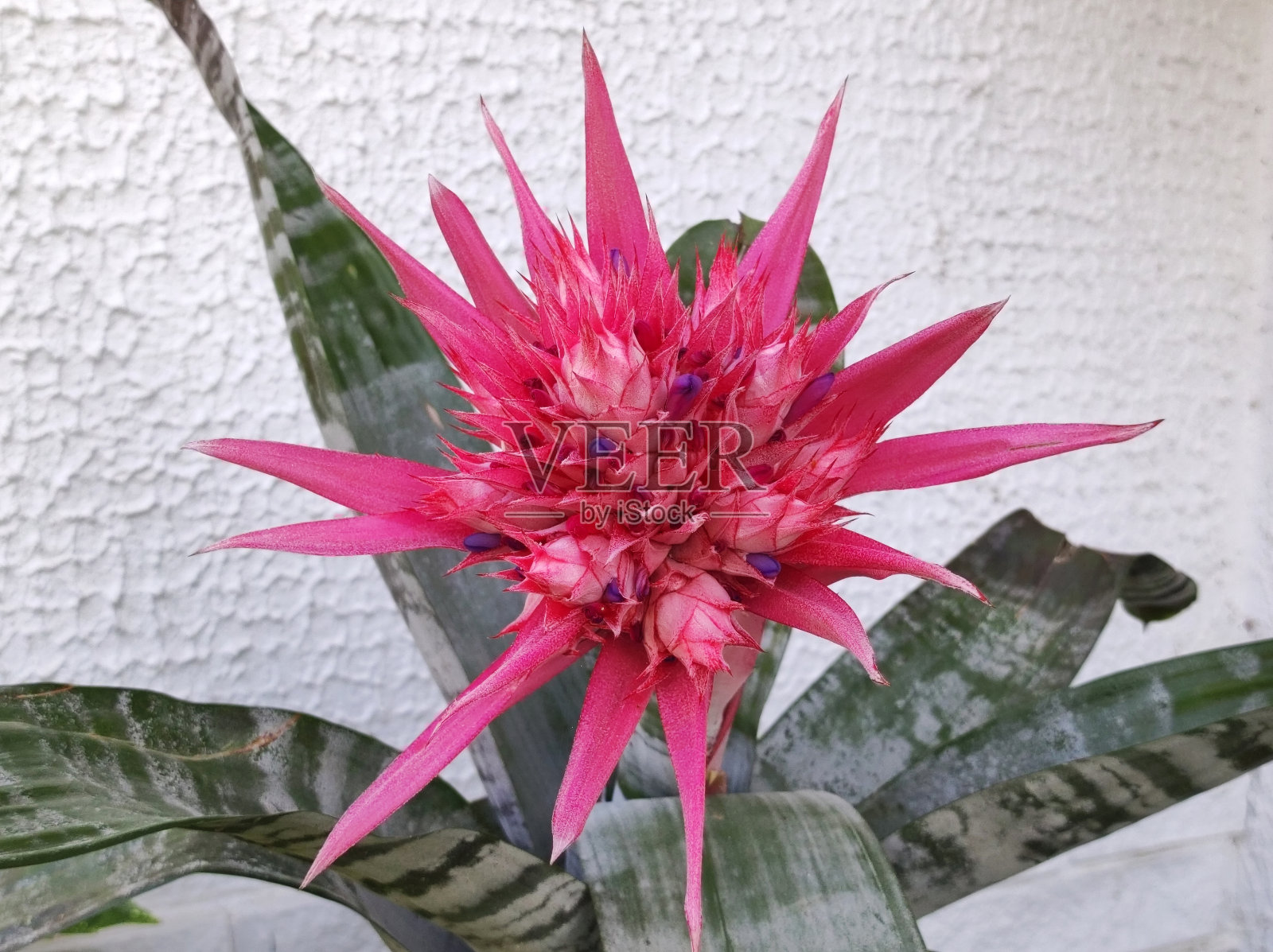 开花的杜鹃花，银色瓶栽，瓮栽，开粉红色大花照片摄影图片